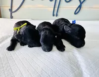 Bear , a male Poodle - Toy  for sale in Bogata, TX – Photo 2 of 8