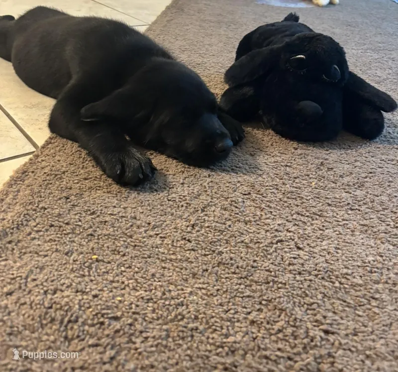 Blue puppy  – Labrador Retriever puppy for sale in San Diego, CA