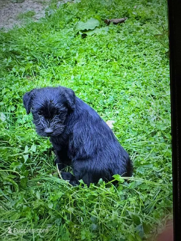 Freddy puppy d – Miniature Schnauzer puppy for sale in Roseland, VA