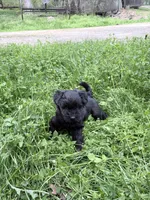 Freddy puppy a, a male Miniature Schnauzer for sale in Roseland, VA – Photo 7 of 7