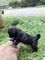 Freddy puppy a, a male Miniature Schnauzer for sale in Roseland, VA – Photo 3 of 7