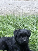 Freddy puppy a, a male Miniature Schnauzer for sale in Roseland, VA – Photo 4 of 7