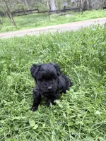 Freddy puppy a, a male Miniature Schnauzer for sale in Roseland, VA – Photo 5 of 7