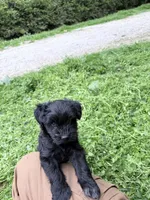 Freddy puppy a, a male Miniature Schnauzer for sale in Roseland, VA – Photo 2 of 7