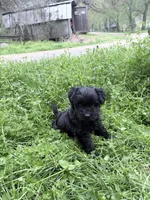 Freddy puppy a, a male Miniature Schnauzer for sale in Roseland, VA – Photo 6 of 7