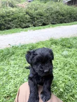 Noel puppy b, a female Bichon Frise and Miniature Schnauzer for sale in Roseland, VA – Photo 3 of 7