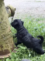 Noel puppy b, a female Bichon Frise and Miniature Schnauzer for sale in Roseland, VA – Photo 2 of 7