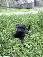 Noel puppy b, a female Bichon Frise and Miniature Schnauzer for sale in Roseland, VA – Photo 6 of 7