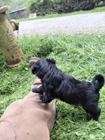 Noel puppy b, a female Bichon Frise and Miniature Schnauzer for sale in Roseland, VA – Photo 4 of 7