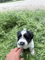Noel puppy a, a male Bichon Frise and Miniature Schnauzer for sale in Roseland, VA – Photo 2 of 8