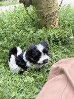 Noel puppy a, a male Bichon Frise and Miniature Schnauzer for sale in Roseland, VA – Photo 6 of 8