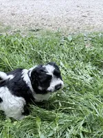 Noel puppy a, a male Bichon Frise and Miniature Schnauzer for sale in Roseland, VA – Photo 5 of 8