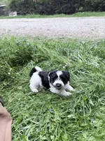 Noel puppy a, a male Bichon Frise and Miniature Schnauzer for sale in Roseland, VA – Photo 8 of 8