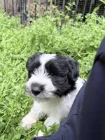 Noel puppy a, a male Bichon Frise and Miniature Schnauzer for sale in Roseland, VA – Photo 1 of 8