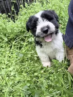 Noel puppy a, a male Bichon Frise and Miniature Schnauzer for sale in Roseland, VA – Photo 4 of 8