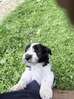 Noel puppy a, a male Bichon Frise and Miniature Schnauzer for sale in Roseland, VA – Photo 3 of 8