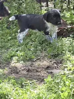 Freddy puppy e, a male Miniature Schnauzer for sale in Roseland, VA – Photo 2 of 8