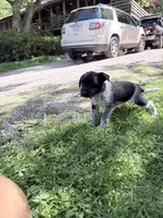 Freddy puppy e, a male Miniature Schnauzer for sale in Roseland, VA – Photo 6 of 8