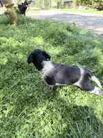Freddy puppy e, a male Miniature Schnauzer for sale in Roseland, VA – Photo 8 of 8
