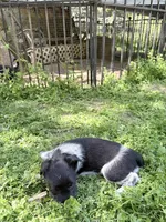 Freddy puppy e, a male Miniature Schnauzer for sale in Roseland, VA – Photo 7 of 8