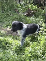 Freddy puppy e, a male Miniature Schnauzer for sale in Roseland, VA – Photo 3 of 8