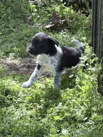 Freddy puppy e, a male Miniature Schnauzer for sale in Roseland, VA – Photo 4 of 8