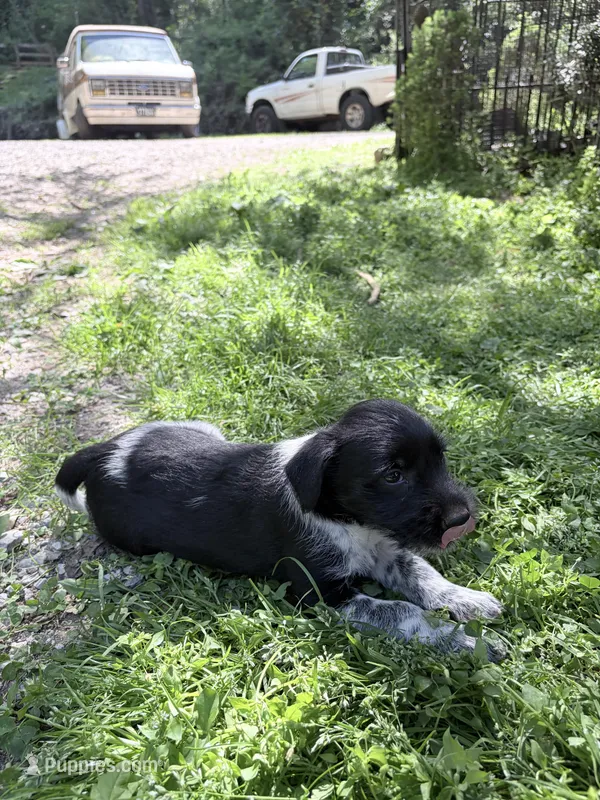 Freddy puppy e – Miniature Schnauzer puppy for sale in Roseland, VA