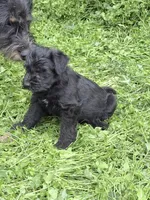 Freddy puppy c, a male Miniature Schnauzer for sale in Roseland, VA – Photo 3 of 8
