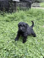 Freddy puppy c, a male Miniature Schnauzer for sale in Roseland, VA – Photo 5 of 8
