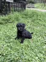 Freddy puppy c, a male Miniature Schnauzer for sale in Roseland, VA – Photo 6 of 8