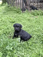 Freddy puppy c, a male Miniature Schnauzer for sale in Roseland, VA – Photo 4 of 8