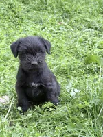 Freddy puppy c, a male Miniature Schnauzer for sale in Roseland, VA – Photo 1 of 8