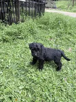 Freddy puppy c, a male Miniature Schnauzer for sale in Roseland, VA – Photo 8 of 8