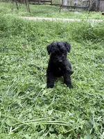 Freddy puppy c, a male Miniature Schnauzer for sale in Roseland, VA – Photo 7 of 8