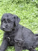 Freddy puppy c, a male Miniature Schnauzer for sale in Roseland, VA – Photo 2 of 8