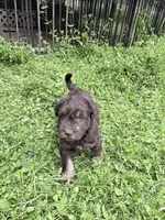 Freddy puppyb, a male Miniature Schnauzer for sale in Roseland, VA – Photo 7 of 8