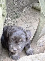 Freddy puppyb, a male Miniature Schnauzer for sale in Roseland, VA – Photo 4 of 8