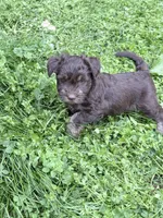 Freddy puppyb, a male Miniature Schnauzer for sale in Roseland, VA – Photo 1 of 8