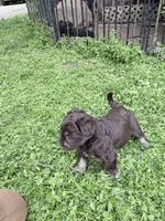 Freddy puppyb, a male Miniature Schnauzer for sale in Roseland, VA – Photo 8 of 8