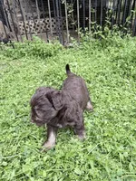 Freddy puppyb, a male Miniature Schnauzer for sale in Roseland, VA – Photo 5 of 8