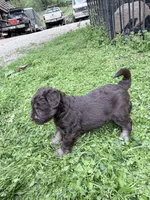 Freddy puppyb, a male Miniature Schnauzer for sale in Roseland, VA – Photo 2 of 8