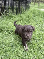 Freddy puppyb, a male Miniature Schnauzer for sale in Roseland, VA – Photo 6 of 8