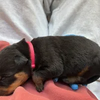 LUCILLE, a female Rottweiler for sale in Charlottesville, VA – Photo 9 of 9