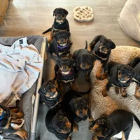 LUCILLE, a female Rottweiler for sale in Charlottesville, VA – Photo 6 of 9