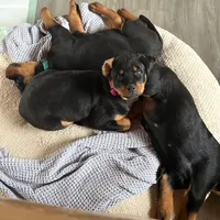 LUCILLE, a female Rottweiler for sale in Charlottesville, VA – Photo 2 of 9