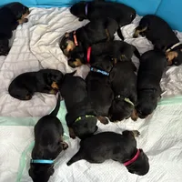 LUCILLE, a female Rottweiler for sale in Charlottesville, VA – Photo 7 of 9