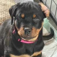 LUCILLE, a female Rottweiler for sale in Charlottesville, VA – Photo 1 of 9