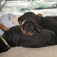 LUCILLE, a female Rottweiler for sale in Charlottesville, VA – Photo 5 of 9