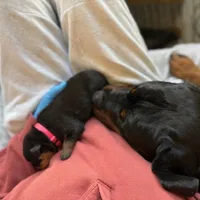 LUCILLE, a female Rottweiler for sale in Charlottesville, VA – Photo 8 of 9