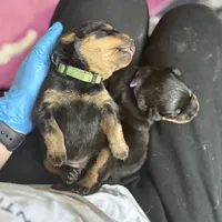 LOLA, a female Rottweiler for sale in Charlottesville, VA – Photo 8 of 10